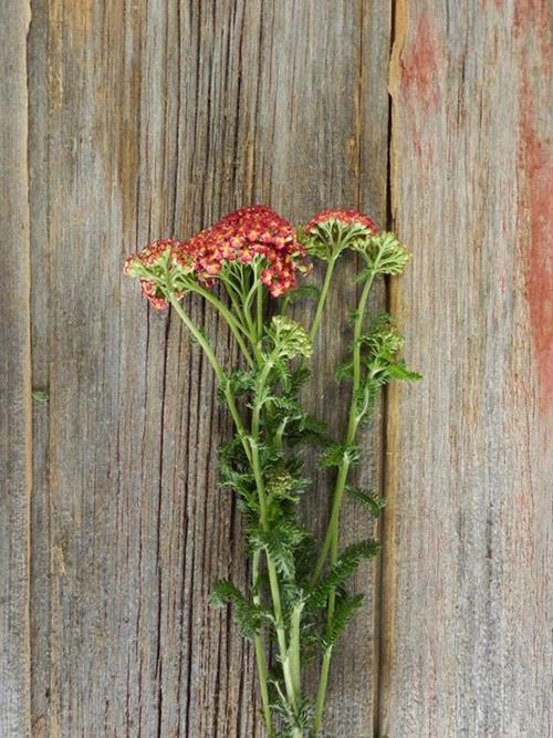 COTTAGE RED YARROW